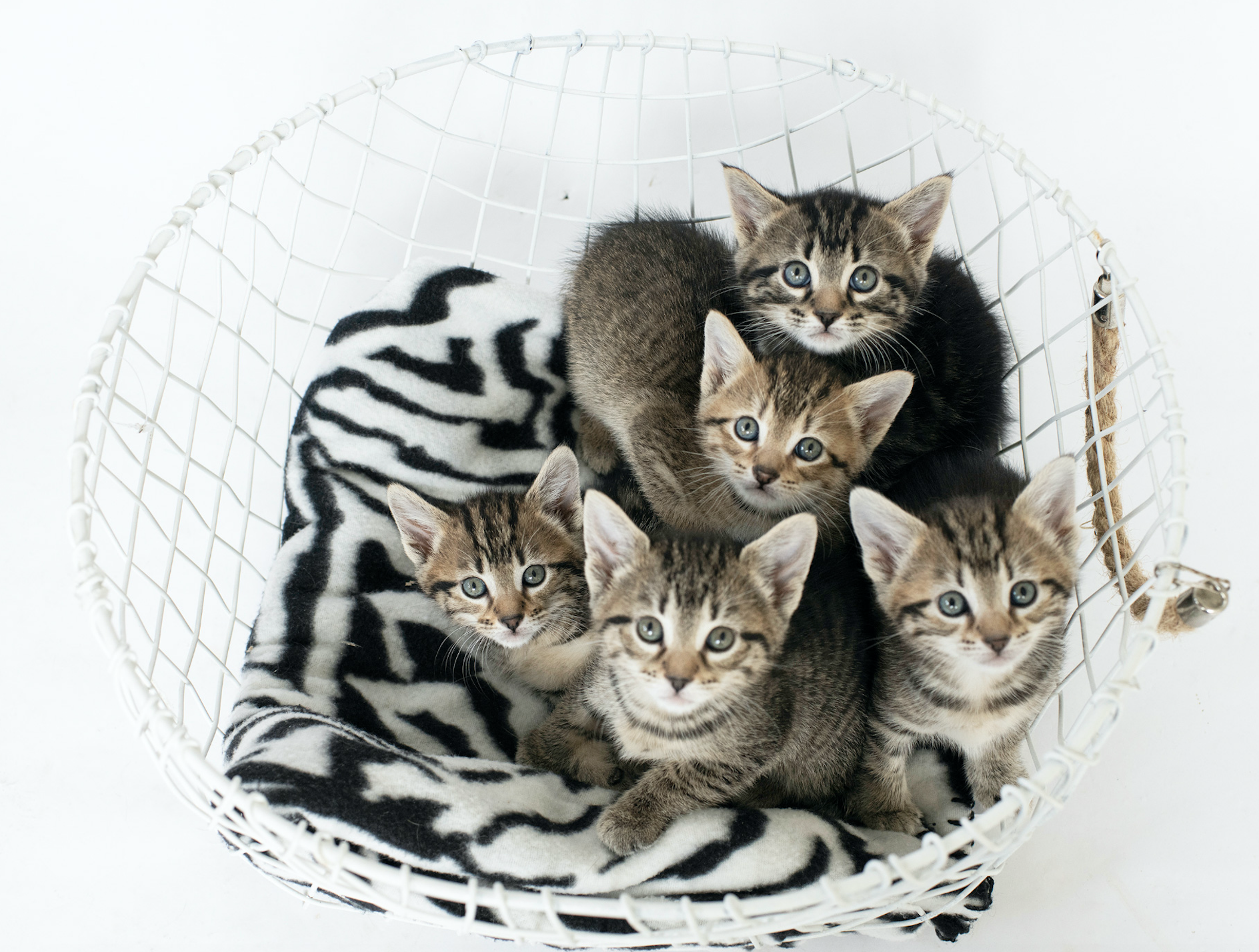 Found Kittens? Here’s What To Do