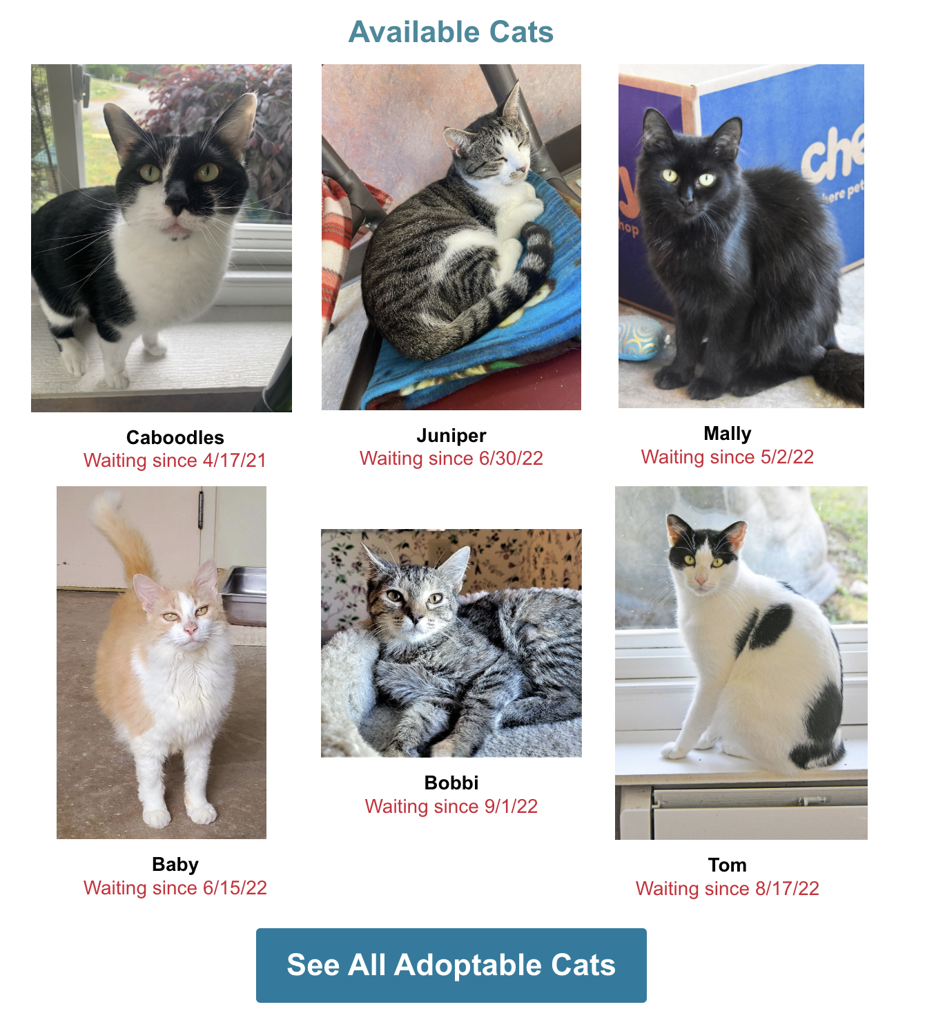 Help Us Find Homes for our Longest Residents!