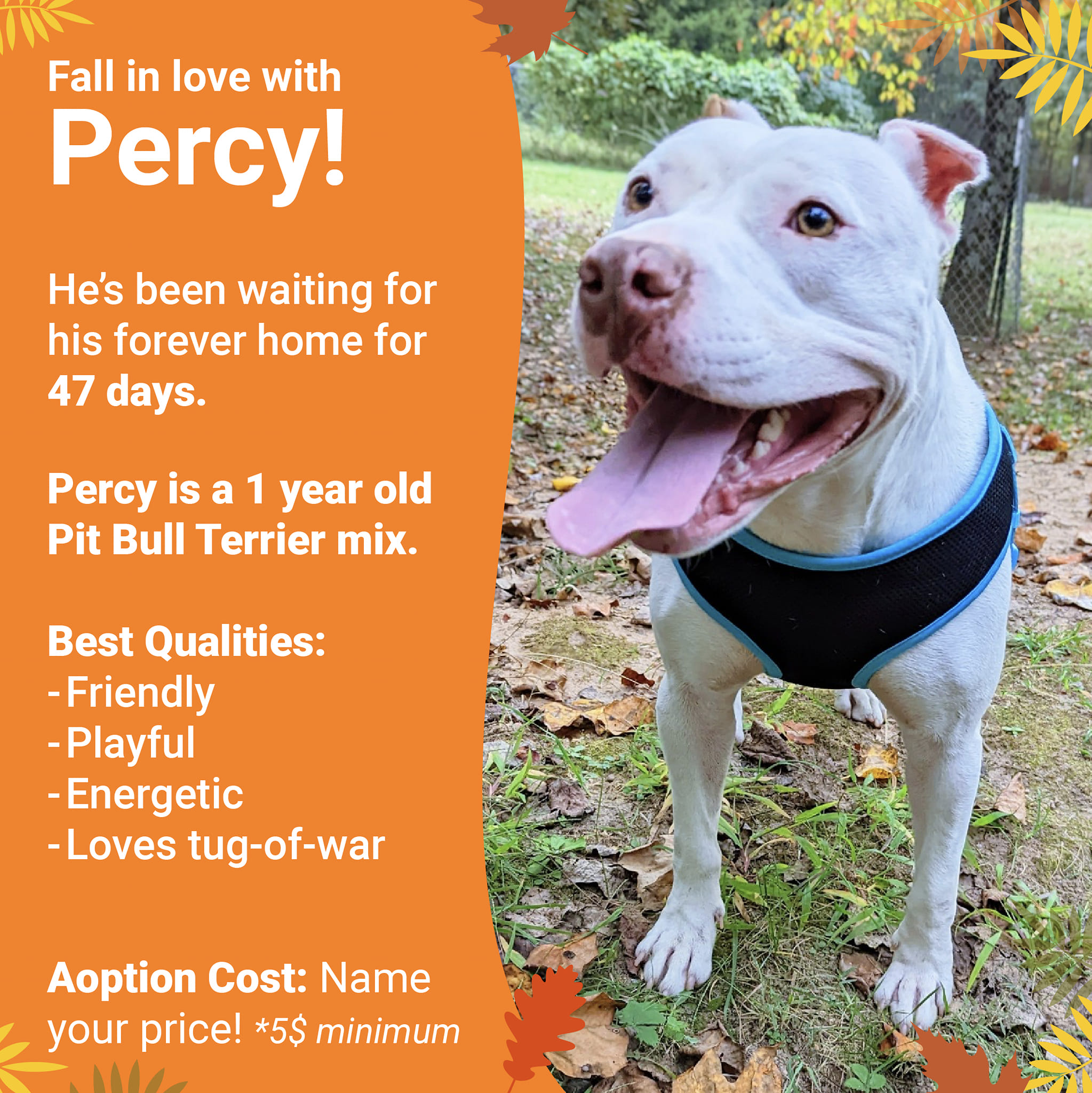Meet Percy!