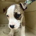 Found Puppy – Shelter Name – Perriwinkle