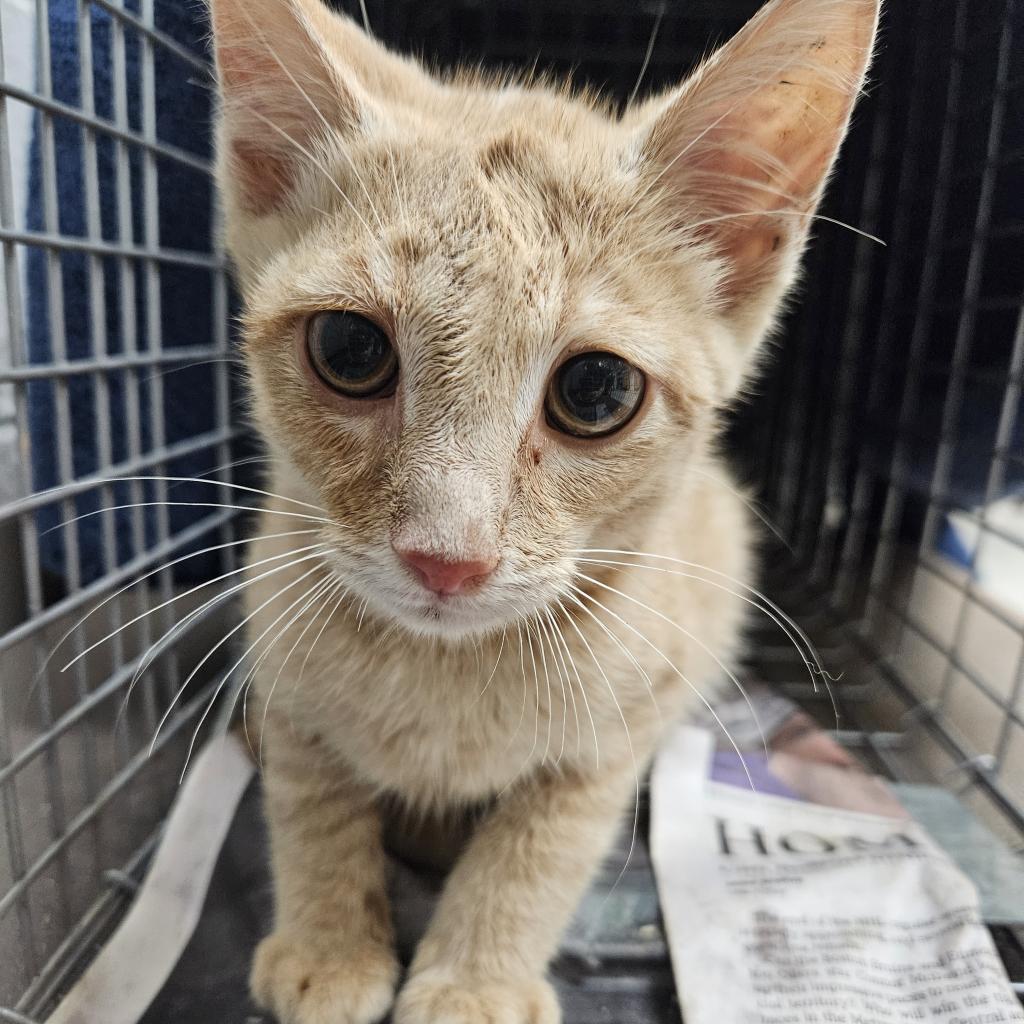 Found Kitten – Shelter Name – Pistachio