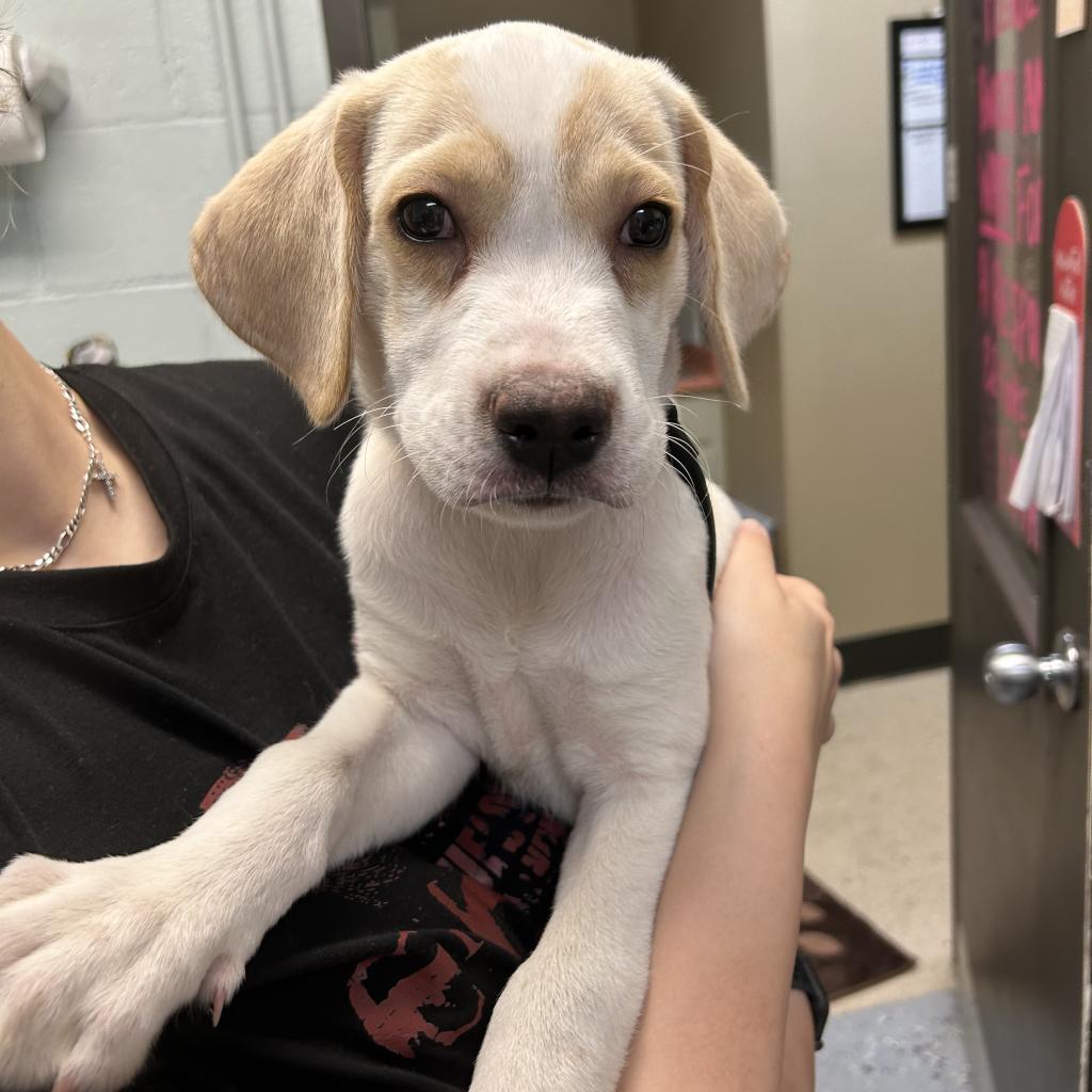 Found Puppy – Shelter Name – Theodore